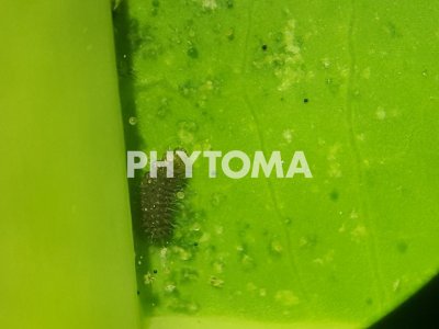 Tetranychus urticae